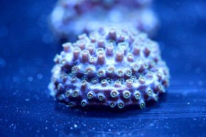 Meteor Shower Cyphastrea