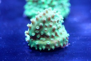 Green Slimmer Cyphastrea